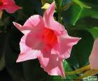 Dipladenia ροζ λουλούδι